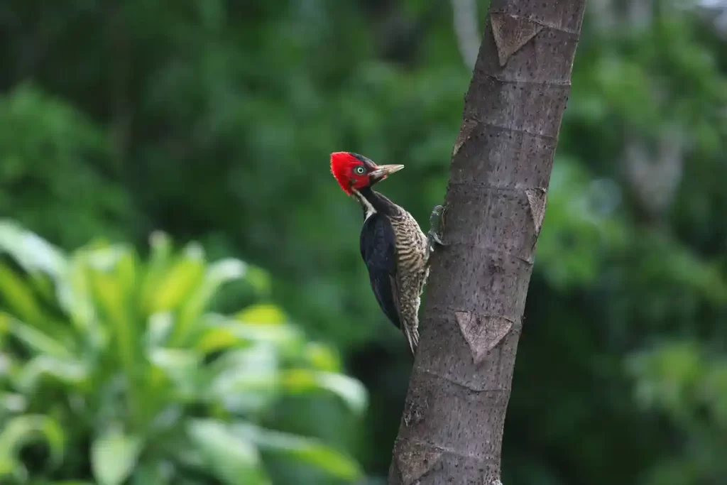 A Lineated Woodpecker with striking red and black plumage clings to the side of a tree trunk, its sharp beak poised to peck at the wood.