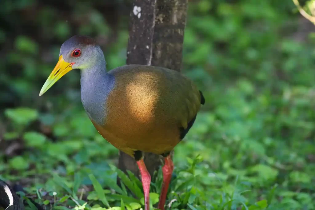 A Russet-naped Wood-Rail with a grey and orange body and bright yellow beak stands elegantly on the leafy forest floor, displaying its vivid red legs and eye featured in the birdwatching movie