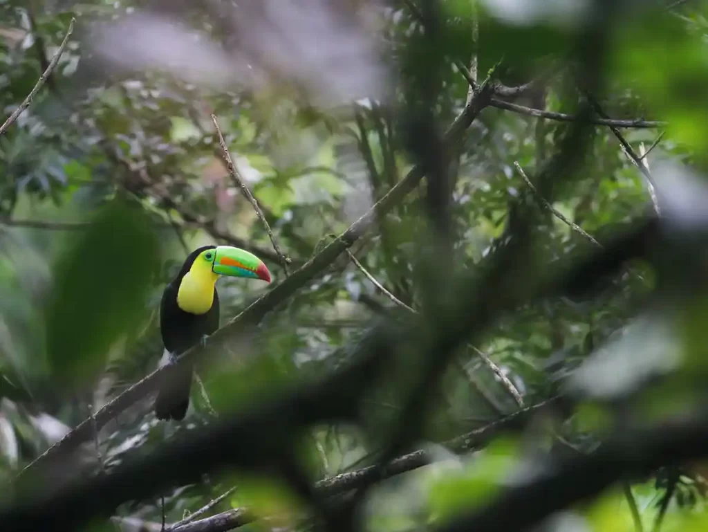 A vibrant Keel-billed Toucan with a colorful beak sits perched on a branch, partially obscured by the dense foliage of a tropical forest.