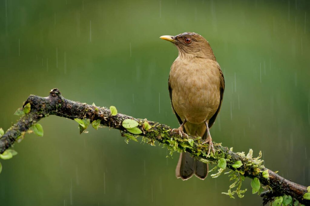 The Clay-colored Thrush, the national bird of Costa Rica, stands resolutely on a rain-soaked branch, adorned with moss and young leaves, as a serene drizzle envelops the green backdrop.